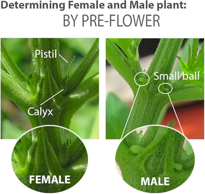 Feminized Seed Spray | 1 Ounce 2Pack Bottle for Growing All Female Pollen and Seeds Safe, Non-Toxic Plant Flower Formula for Growers - Effective and Reliable Solution