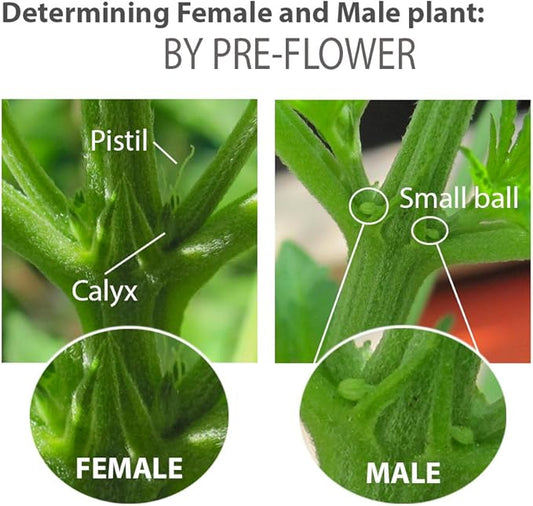 Feminized Seed Spray | 1 Ounce 2Pack Bottle for Growing All Female Pollen and Seeds Safe, Non-Toxic Plant Flower Formula for Growers - Effective and Reliable Solution