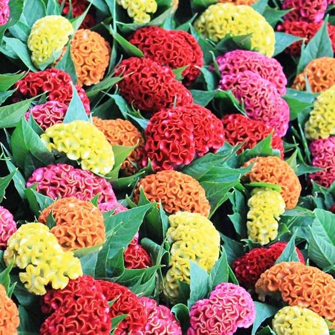 Premium Rare Cockscomb Seeds (Celosia cristata) – 500+ Non-GMO Heirloom Seeds – Stunning, Long-Lasting Feathery Blooms – Easy to Grow & Pollinator