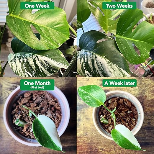 Noot 'Keep House Plants Alive' Bio-Organic Plant Food Liquid Fertilizer, Makes 3.5 Gallons, Root Boosting Mycorrhizae, Fast Growth for Monstera, Aroid, Succulent, Orchid - Use Every Watering (1 Vial)