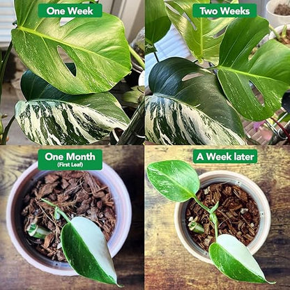 Noot 'Keep House Plants Alive' Bio-Organic Plant Food Liquid Fertilizer, Makes 3.5 Gallons, Root Boosting Mycorrhizae, Fast Growth for Monstera, Aroid, Succulent, Orchid - Use Every Watering (1 Vial)