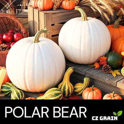 Polar Bear Pumpkin Seeds for Planting (10 Seeds) – Rare Giant White Pumpkin Variety – Grow Stunning 50–75 lb Pumpkins – Perfect for White Ghost Jack-O’-Lanterns and Fall Displays