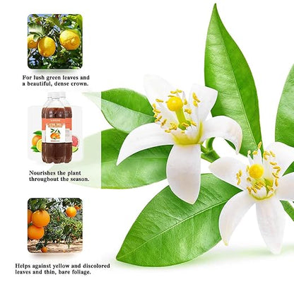 Organic Citrus Tree Probiotic Fertilizer 35oz (1000ML) – Microbial Plant Nutrient for Citrus, Apple, Lemon & Fruit Trees – Enhances Soil Health, Fruit Sweetness & Freshness