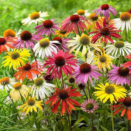 1000+ Echinacea Purpurea Seeds for Planting, Mixed Color Echinacea Coneflower Seeds, Perennial Cone Flower Seed for Home Garden, Potted Decoration