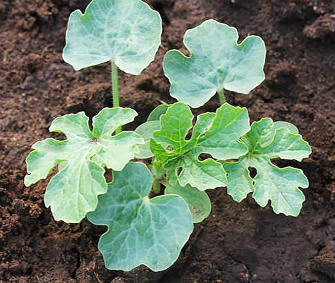 Crimson Sweet Heirloom Watermelon Seeds - Not Ripe Fruit, but Seeds!
