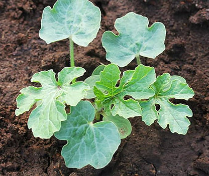 Crimson Sweet Heirloom Watermelon Seeds - Not Ripe Fruit, but Seeds!