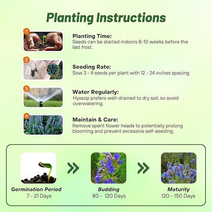 Outsidepride Blue Hyssop Seeds for Planting - 1000 Pcs Perennial Herb Garden Seeds with Fragrant Blooms Attractive to Pollinators, for Small Gardens, Containers, & Xeriscaping