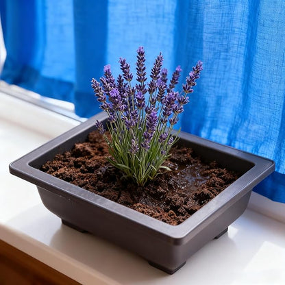 15 PCS 6.5 Inch Bonsai Training Pots with Trays, Rectangular Plastic Growing Pots, Flower Succulent Pots Container for Garden, Yard, Office, Porch, Balcony, Home Decoration