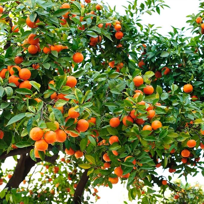 Gardenera's Premium Orange Tree Soil Mix - Quick Drain Potting Soil for Growing and Repotting Citrus Sinensis - 4 Quart