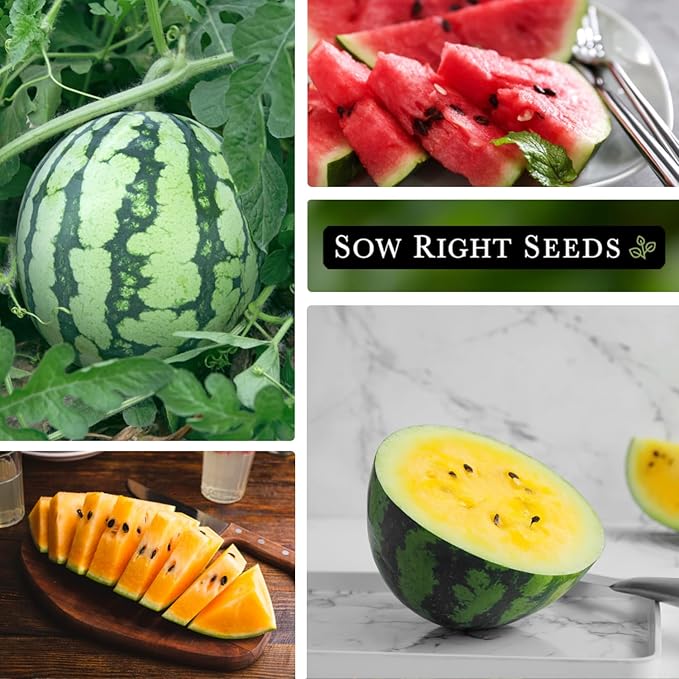 Sow Right Seeds - Tri-Color Watermelon Seed Collection for Planting - Red Jubilee, Yellow Petite and Orange Tendersweet Watermelons - Non-GMO Heirloom Seeds to Plant a Home Vegetable Garden