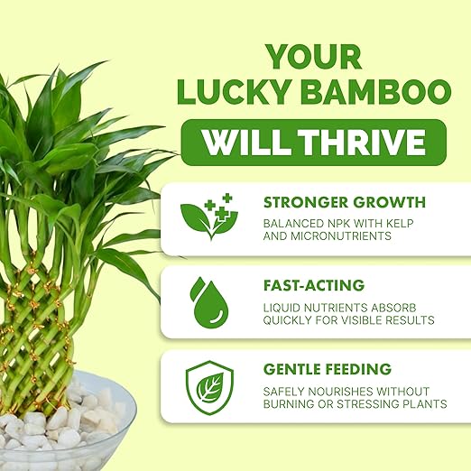 Lucky Bamboo Fertilizer, Complete Liquid Lucky Bamboo Plant Food, 8 oz (250mL)