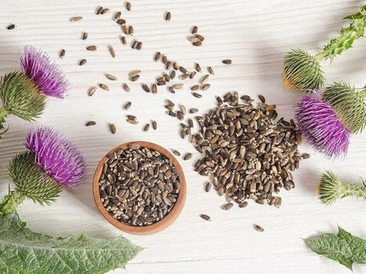 150+ Seeds Blessed Milk Thistle Medicinal - Herb Purple