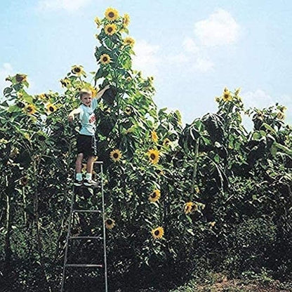 Skyscraper Sunflower Seeds for Planting 40 Seeds Huge 15-20 feet Tall (Skyscraper Sunflower)