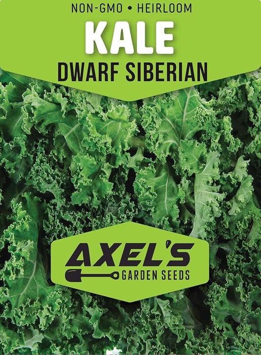 Dwarf Siberian Kale Seeds for Planting – Plant & Grow Heirloom Non-GMO Dwarf Siberian Kale in Home Outdoor Vegetable Garden, Brassica Napus – 1 Packet Approx 200 Seeds