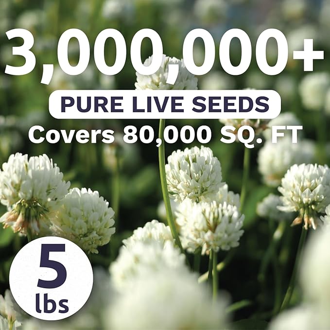 White Dutch Clover - Bulk 5 Pounds - 3,000,000 Flower Seeds for Planting - Trifolium repens