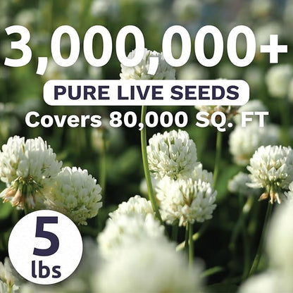 White Dutch Clover - Bulk 5 Pounds - 3,000,000 Flower Seeds for Planting - Trifolium repens