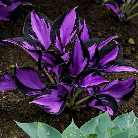 305+ Hosta Seeds for Planting - Beautiful, Bold Foliage for Garden Borders and Shaded Areas - Hardy Perennials, Non-GMO Heirloom Seed