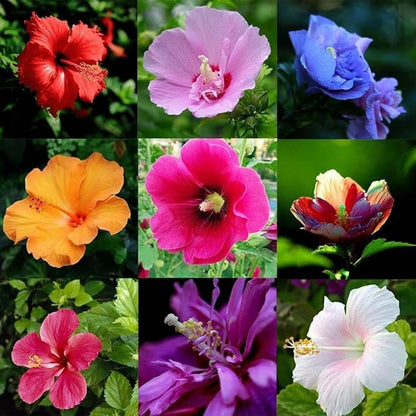 120+ PCS Mixed Giant Hibiscus Seeds for Planting Flowers Perennial Flower Outdoor Home Garden Flower