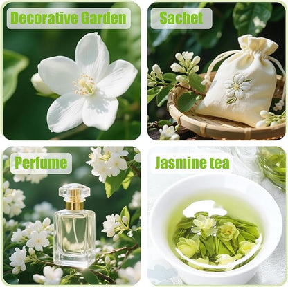 150+ Climbing Jasmine Flower Seeds for Planting – Easy to Grow, Non-GMO, High Germination Fragrant Flowers for Home Garden, Balcony, Trellis, Fence, Vertical Garden Decor (150+ Seeds)