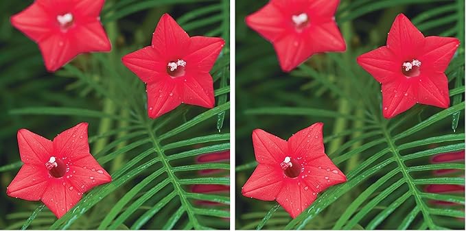 Burpee Red Cypress Vine Seeds 75 Seeds (Pack of 2)