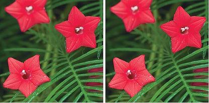 Burpee Red Cypress Vine Seeds 75 Seeds (Pack of 2)