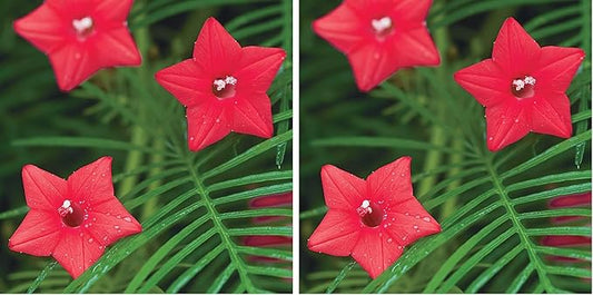 Burpee Red Cypress Vine Seeds 75 Seeds (Pack of 2)