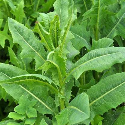 Wild Lettuce 50 Seeds (Lactuca virosa) Heirloom - Non GMO - Open Pollinated