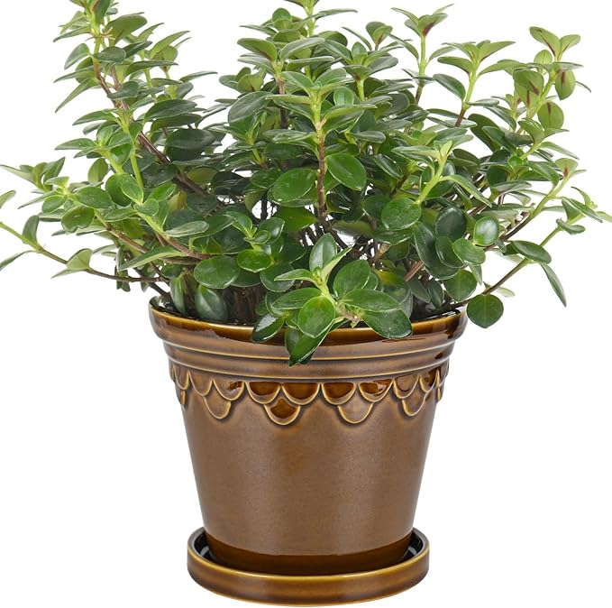 6.3 Inch Ceramic Planter, Plant Pot with Drainage Hole and Saucer, Decorative Glaze Flower Pot for Indoor Plants (Caramel)