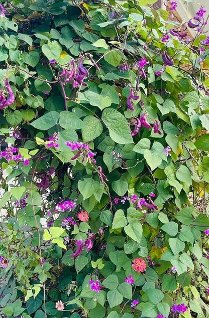 10+ Hyacinth Bean Seeds Climbing Vine Asian Purple Beans Akhana Fujimame Vegetable Planting