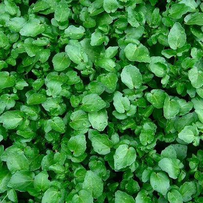 Seeds Garden Cress Broadleaf Indoor Lettuce Heirloom Vegetable for Planting Non GMO