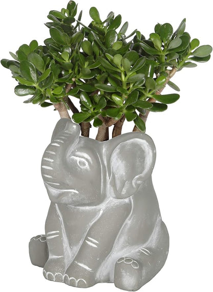 Classic Home and Garden Cement Buddies Animal Planter - Cute Desk Decoration - UV Coated Animal Vase w/Removable Drain Plug - Succulent Planter for Indoor/Outdoor Use (Elephant, Natural, Small)