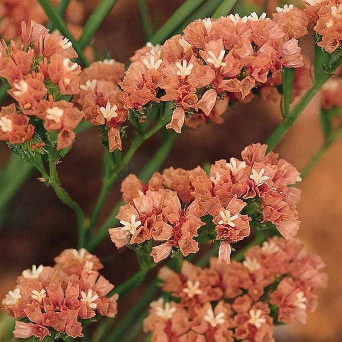 1000+ Mix Statice Pastel Seeds for Planting Outdoors-Annual Limonium Sinuatum Beautiful Flowers Seeds- Non-GMO Heirloom for Home Garden