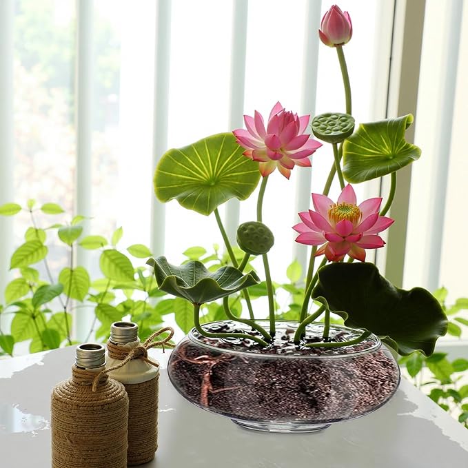 Baderke 3 Pcs Hydroponic Planter Lotus Flower Pot Planter Lotus Bowl Clear Glass Fish Bowl Vase for Planting Indoor Home Decor Water Lily Narcissus Planting Water Lily (9.84in)
