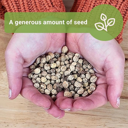 Sow Right Seeds - Bulk Jewel Mix Nasturtium Seeds for Planting - Non-GMO Heirloom Jumbo Pack - Versatile Nasturtiums Seeds for Containers & Borders - Easy-to-Grow Flowers - Ideal for Mass Planting