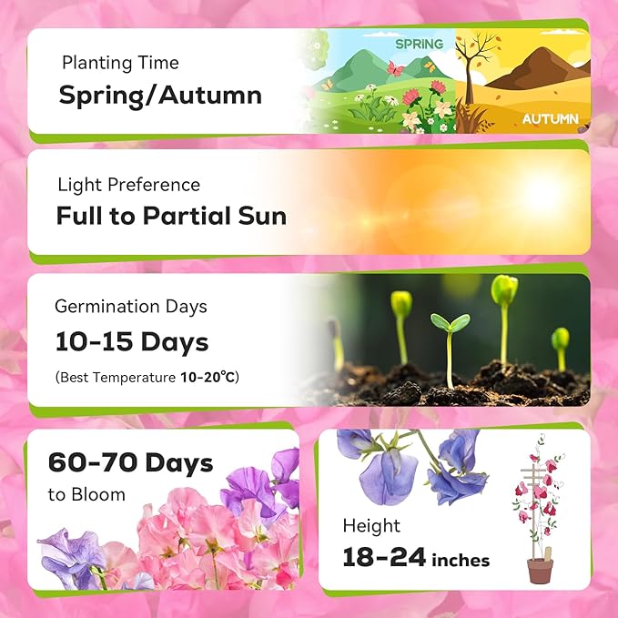 Sweet Pea Seeds 200 Seeds - Non-GMO Heirloom Seeds Brightly Colored Flowering Vines for Pergolas, Flower Beds, Balconies and Patios