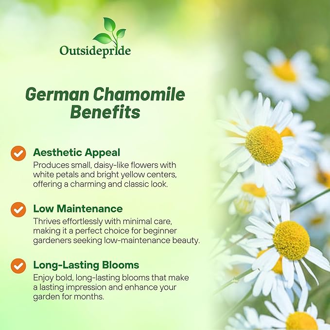 Outsidepride German Chamomile Seeds - 5000 Pcs Annual, Drought Tolerant, Self-Seeding & Versatile, Herb Seeds for Planting Sweet Scented Daisy-Like Blooms, Ideal for Slopes & Pollinator Gardens