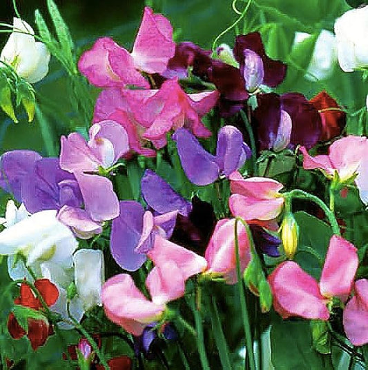 Heirloom Sweet Pea Mixed Seeds - Approximately 65 Seeds