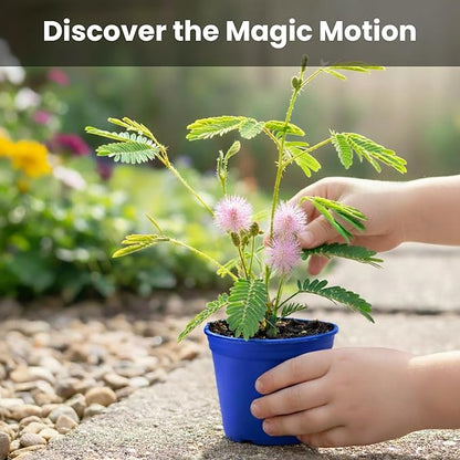 TickleMe Plant Deluxe Family Greenhouse Kit – Grow The Playful Plant That Closes Its Leaves When Tickled! Includes Mini Greenhouse, 3 Seed Packets, Soil Pellets & Pots – Fun Indoor Gardening Gift