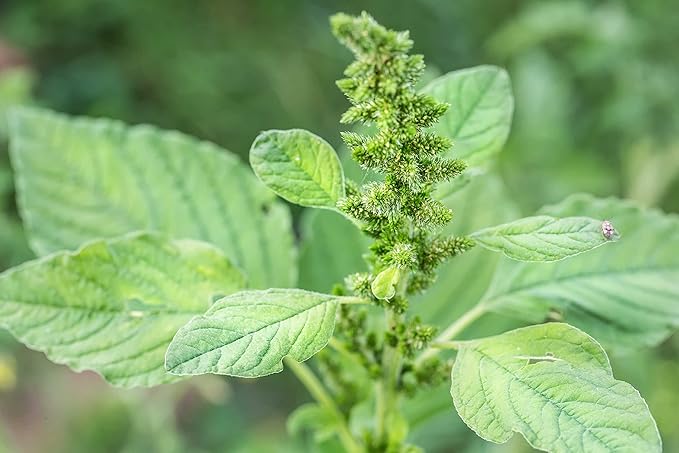 2500 Callaloo Amaranth Spinach Green Seeds for Planting