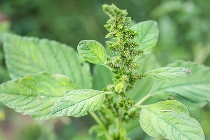 2500 Callaloo Amaranth Spinach Green Seeds for Planting