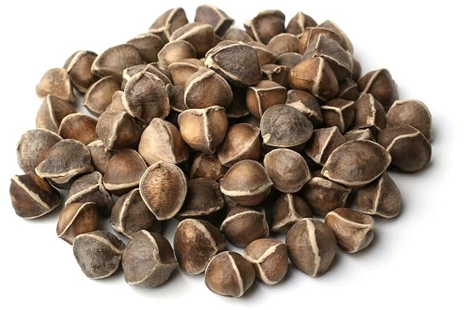 Moringa Seeds Wingless 1 lb. Wide Mouth JAR - PKM1 Variety - Edible Snacking - Planting - Moringa Oleifera - Malunggay - Semillas De Moringa - Drumstick Tree - Non-GMO - 1600 to 2000 Seeds
