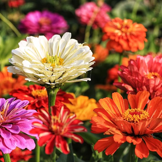Zinnia Seeds, California Giants Mix, 1,5000+ Bulk Garden Flower Seeds for Planting Outdoors, Mixed Colors and Large Blooms, Attracts Pollinators, Easy to Grow