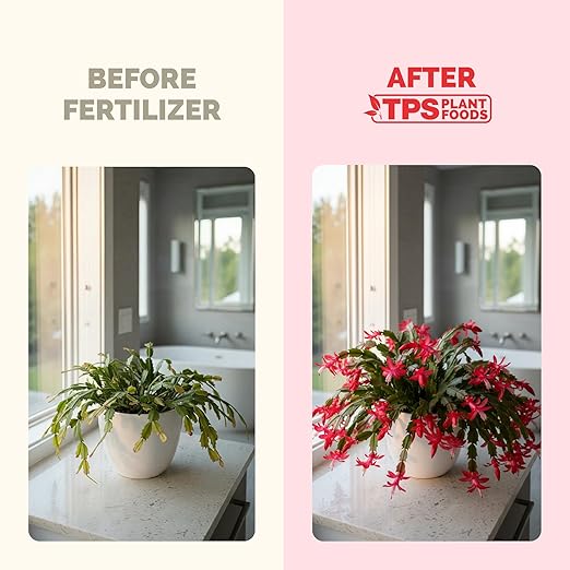 Christmas Cactus Fertilizer for All Christmas Cacti and Schlumbergera Cacti, Liquid Plant Food, 32 oz (1 Quart)