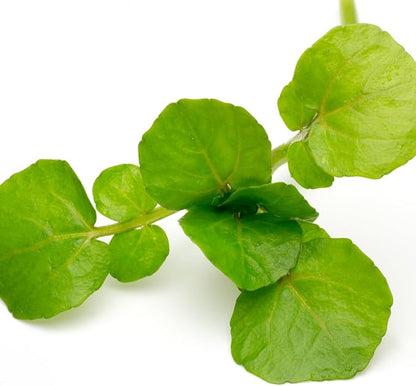 Seed Needs Watercress Seeds for Planting Nasturtium officinale - Non-GMO Heirloom & Untreated - Plant Your own Home Grown Culinary Herb Garden Indoors or Outdoors (5 Packs)
