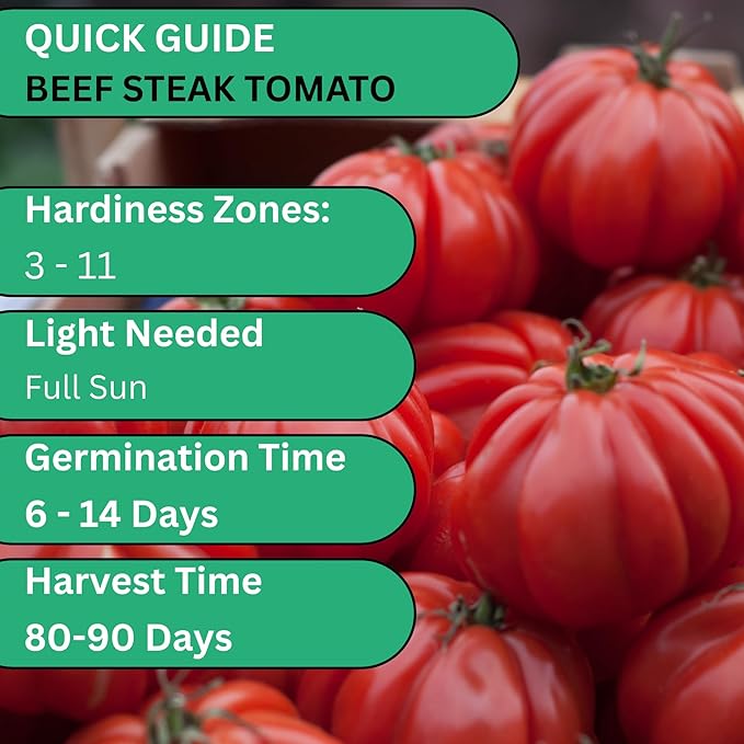Beefsteak Tomato Seeds for Planting – Heirloom Indeterminate Large Red Slicing Tomatoes for Home Gardens | Woods Creek Seeds