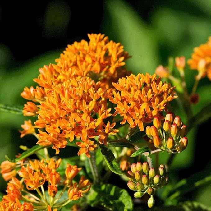 Orange Butterfly Milkweed Flower Seeds (Asclepias Tuberosa), Pack of 100 Seeds by Seeds2Go