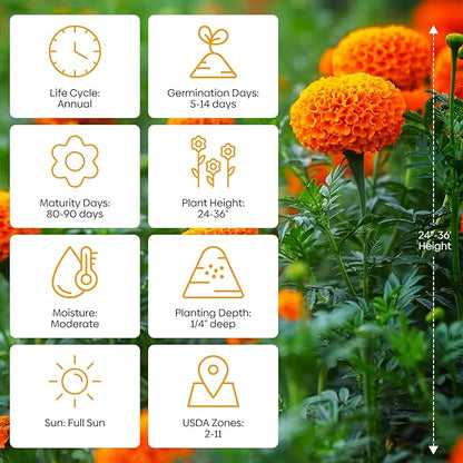 Marigold Seeds, 1 OZ Over 9500+ Seed, Cracker Jack in Mix Color for Planting Indoor & Outdoor, Attract Pollinators, Non-GMO | Heirloom | USDA Zone 2-11