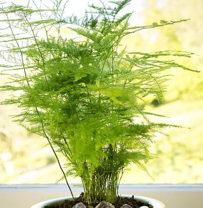 15-Pack Asparagus Plumosus Nanus Seeds – Heirloom Perennial Fern for Terrariums, Containers, Pots & Window Boxes