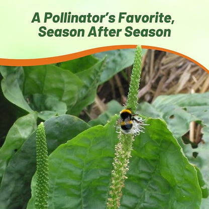 Outsidepride Common Green Plantain Seeds for Planting - 5,000 Pcs Perennial, Easy-to-Grow Herb Seeds for Culinary, Farm & Household Uses, Low-Growing Foliage for Tropical & Subtropical Climates