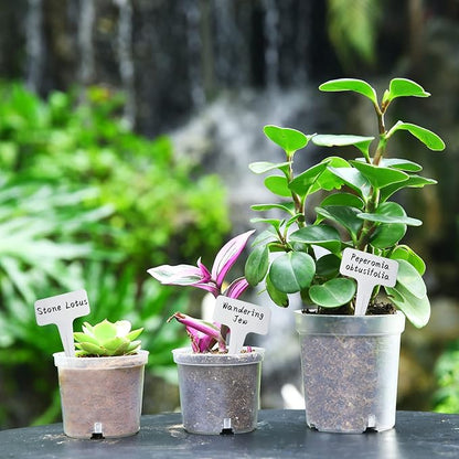 30 Pcs 3.5 Inch Clear Nursery Pots for Plants, Transparent Plastic Plant Pots with Drain Holes, Seed Starter Pots with 20 Plant Labels for Flowers Vegetable Seedlings
